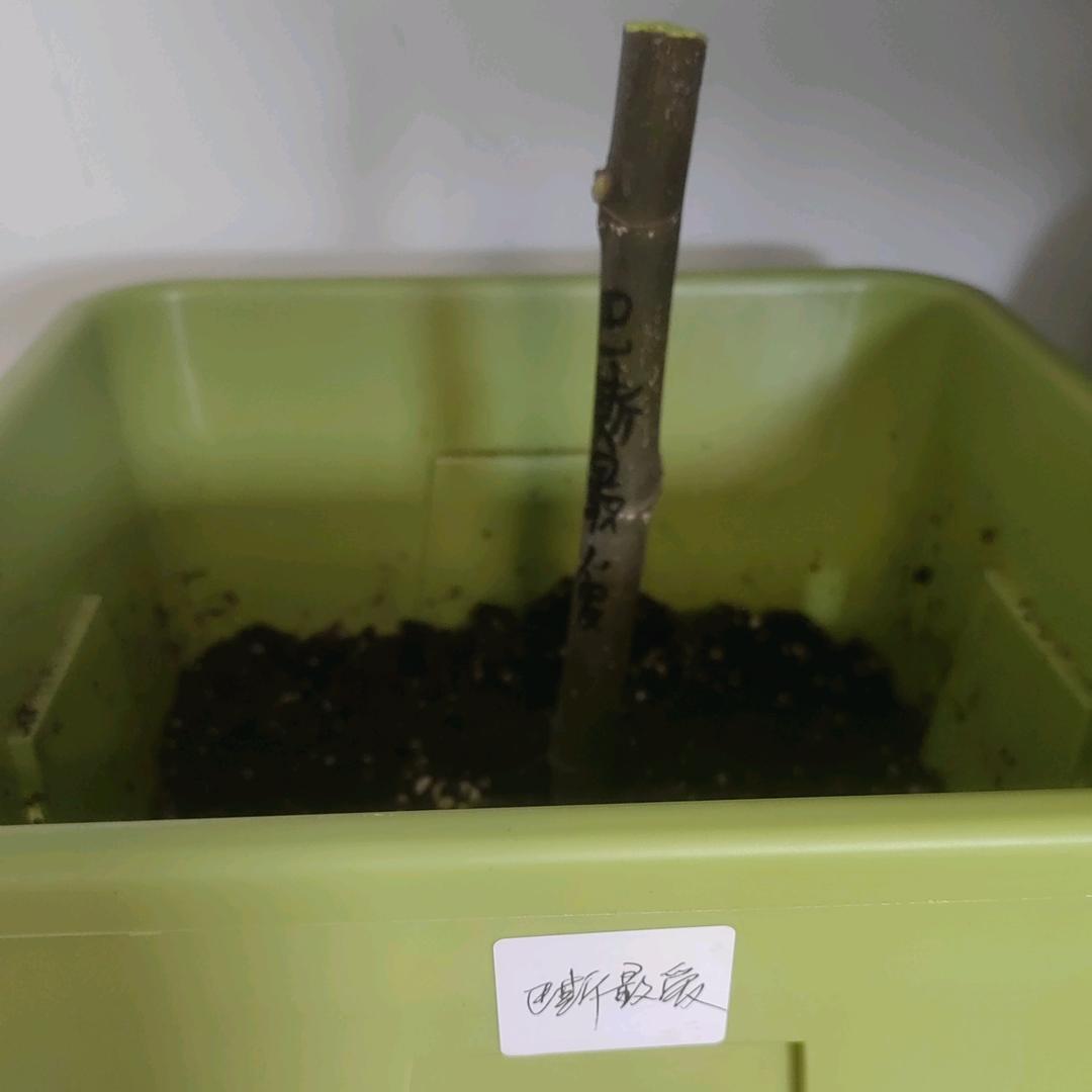大鹏的无花果