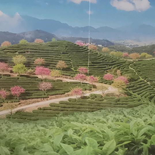 金彩湾湾