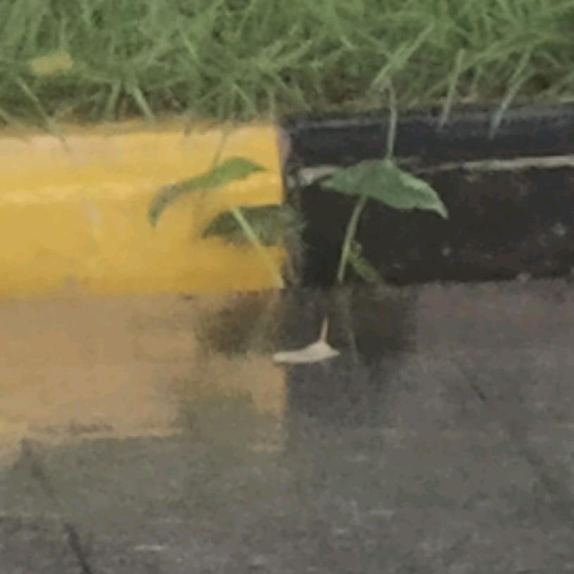 落雨大水浸街