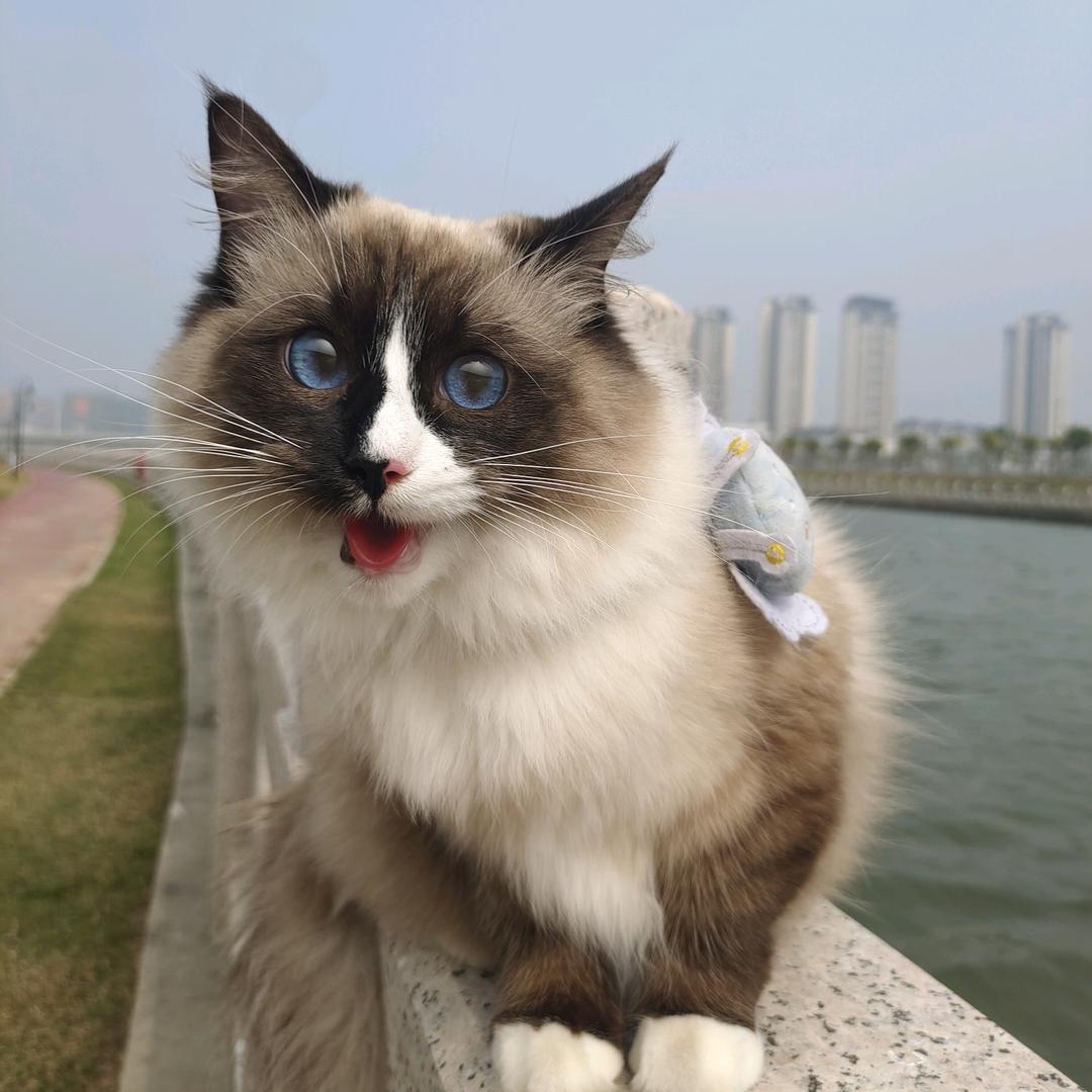 小宝石的日常