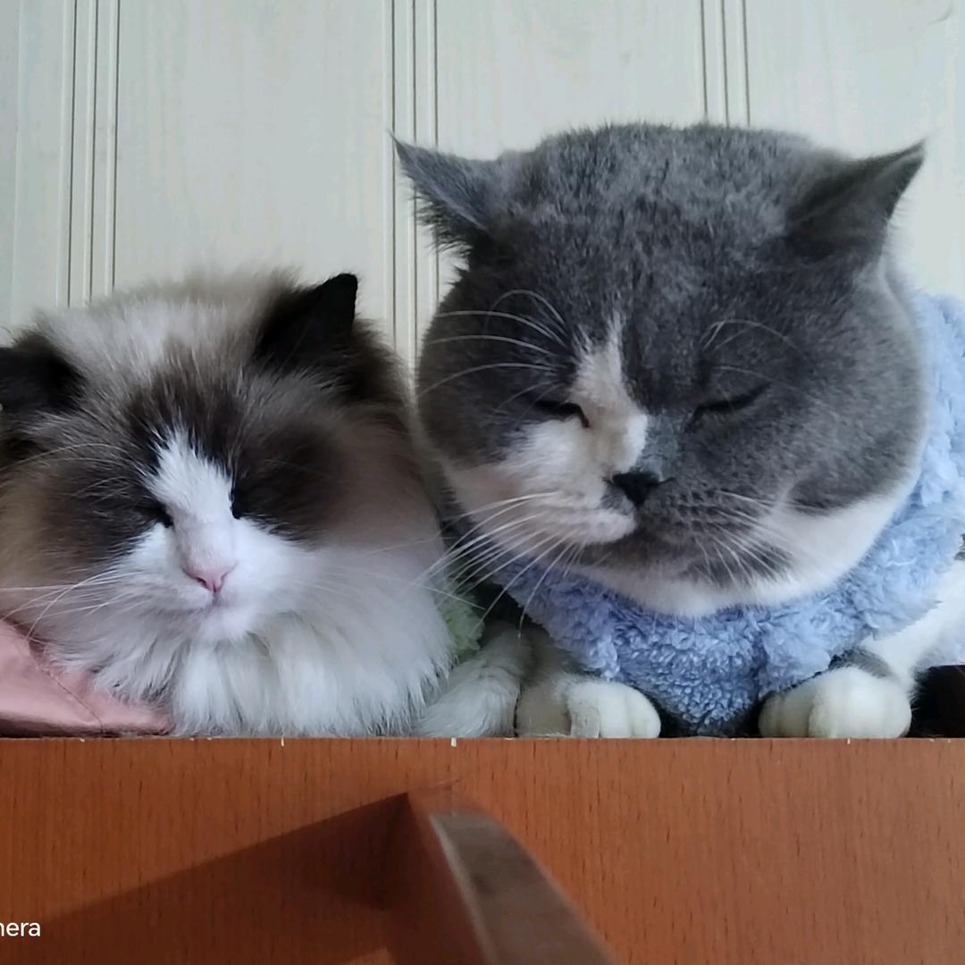 豆包妈