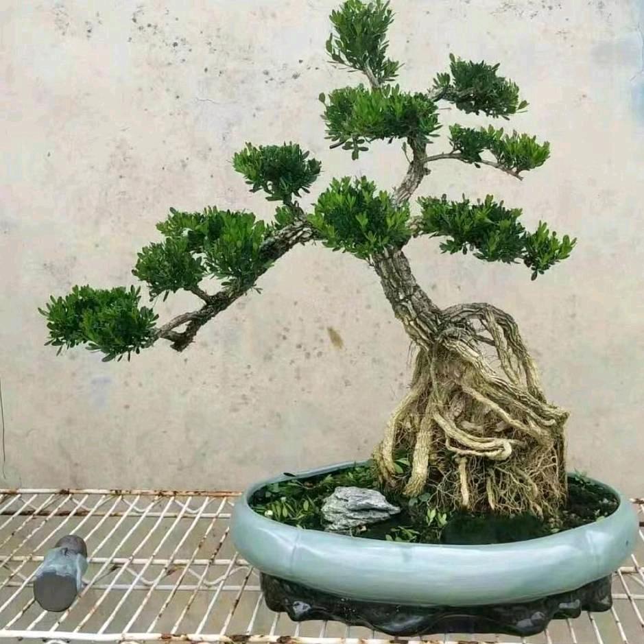 潮汕帅少男