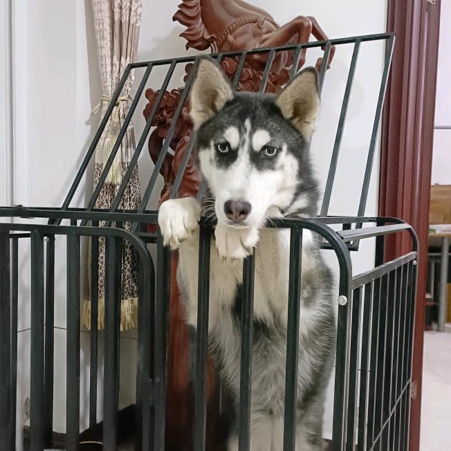 养宠物犬的女汉子