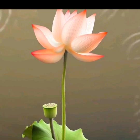 紫萝兰