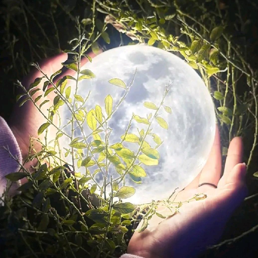 ✨️森💞林💫