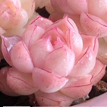 🌜⃢.👁‿👁⃢🌛🦋