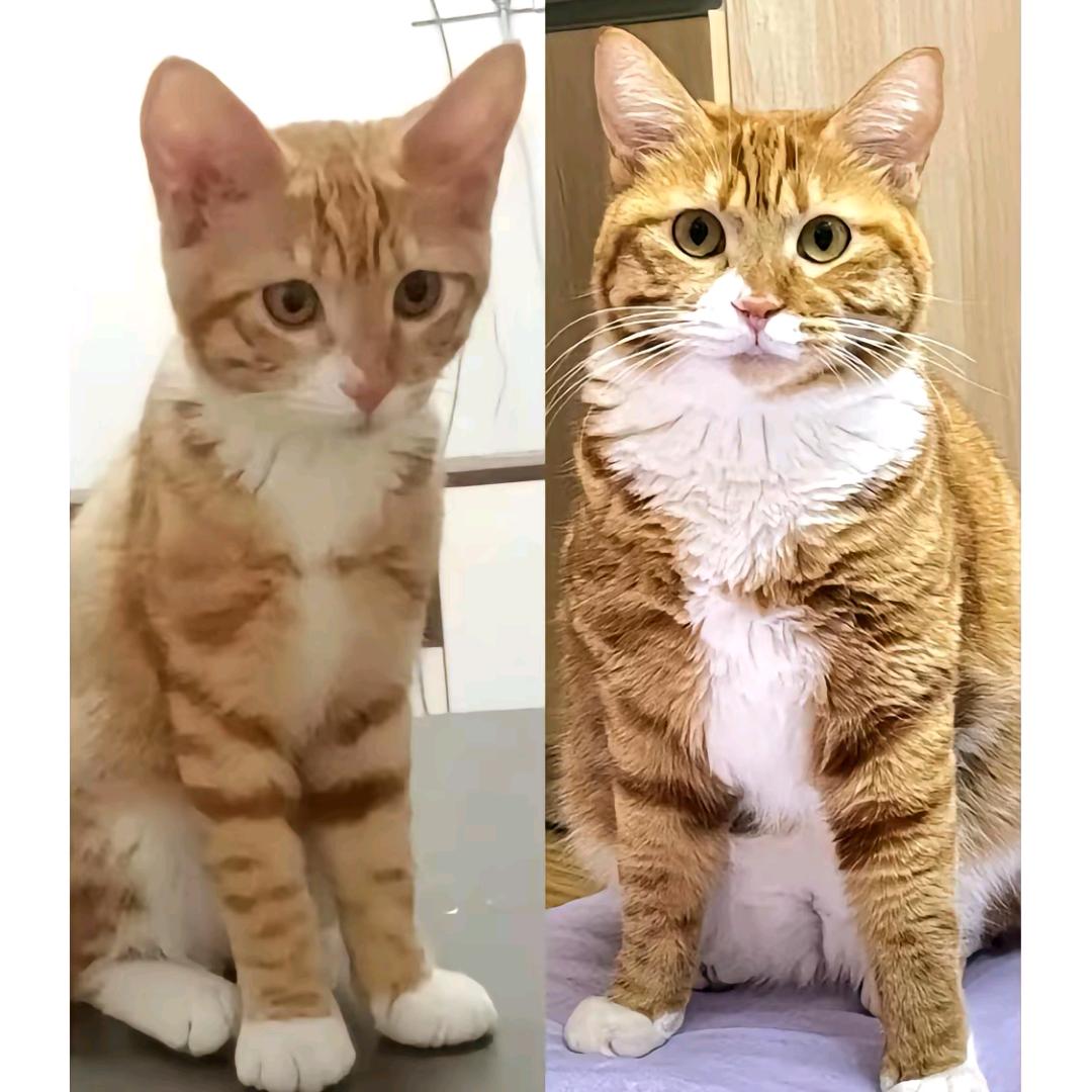 鲜小鲜宠物食品合作社