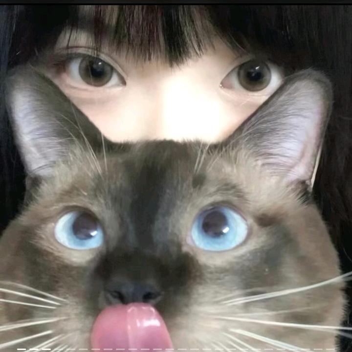薛定谔の猫