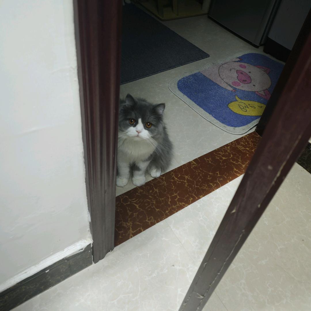 希望猪暖暖有个好主人