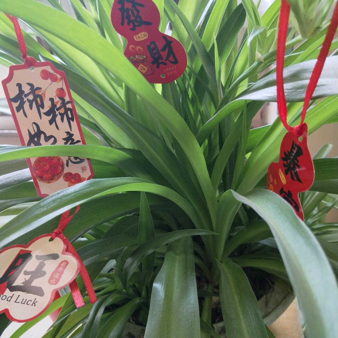 红酒加绿茶