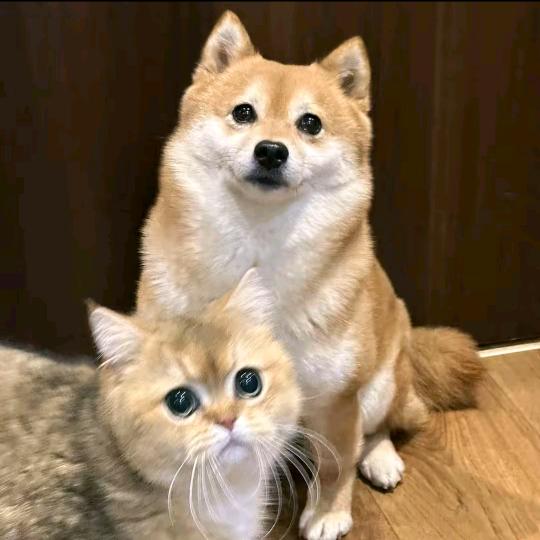 知秋