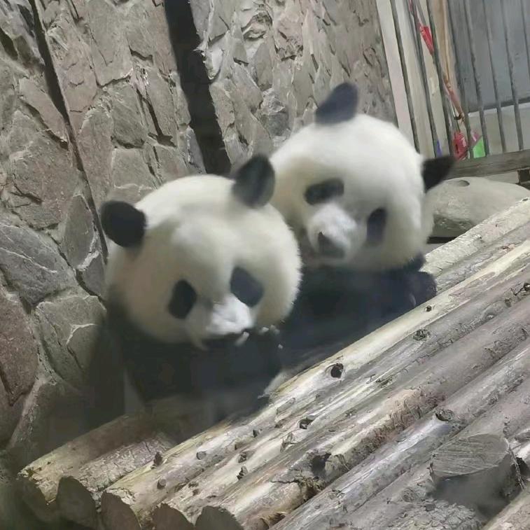 喜欢岩羊的呼延大观头像