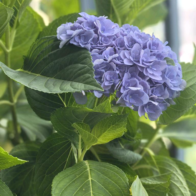 燕鸽的小超市