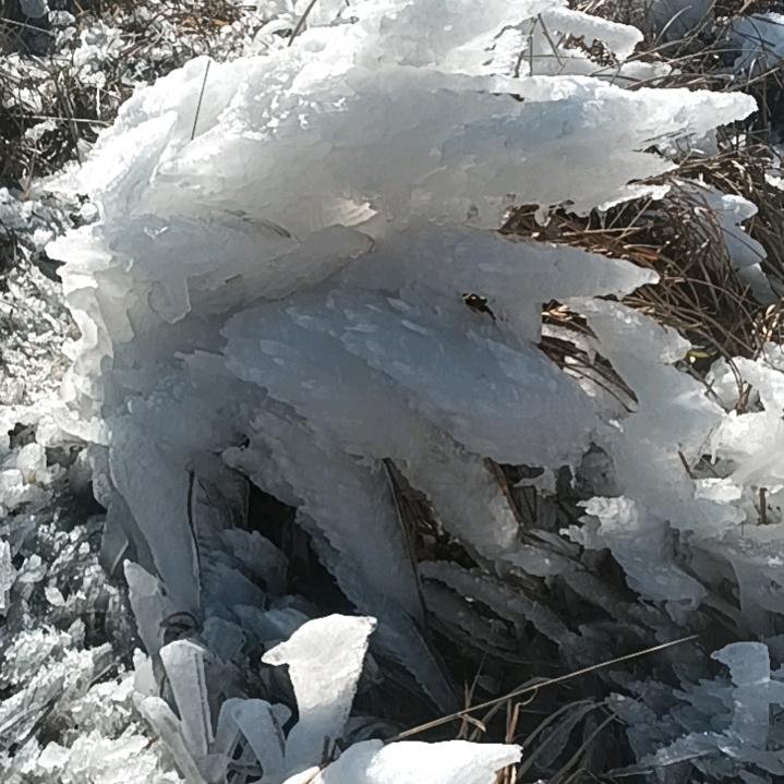 莲藕