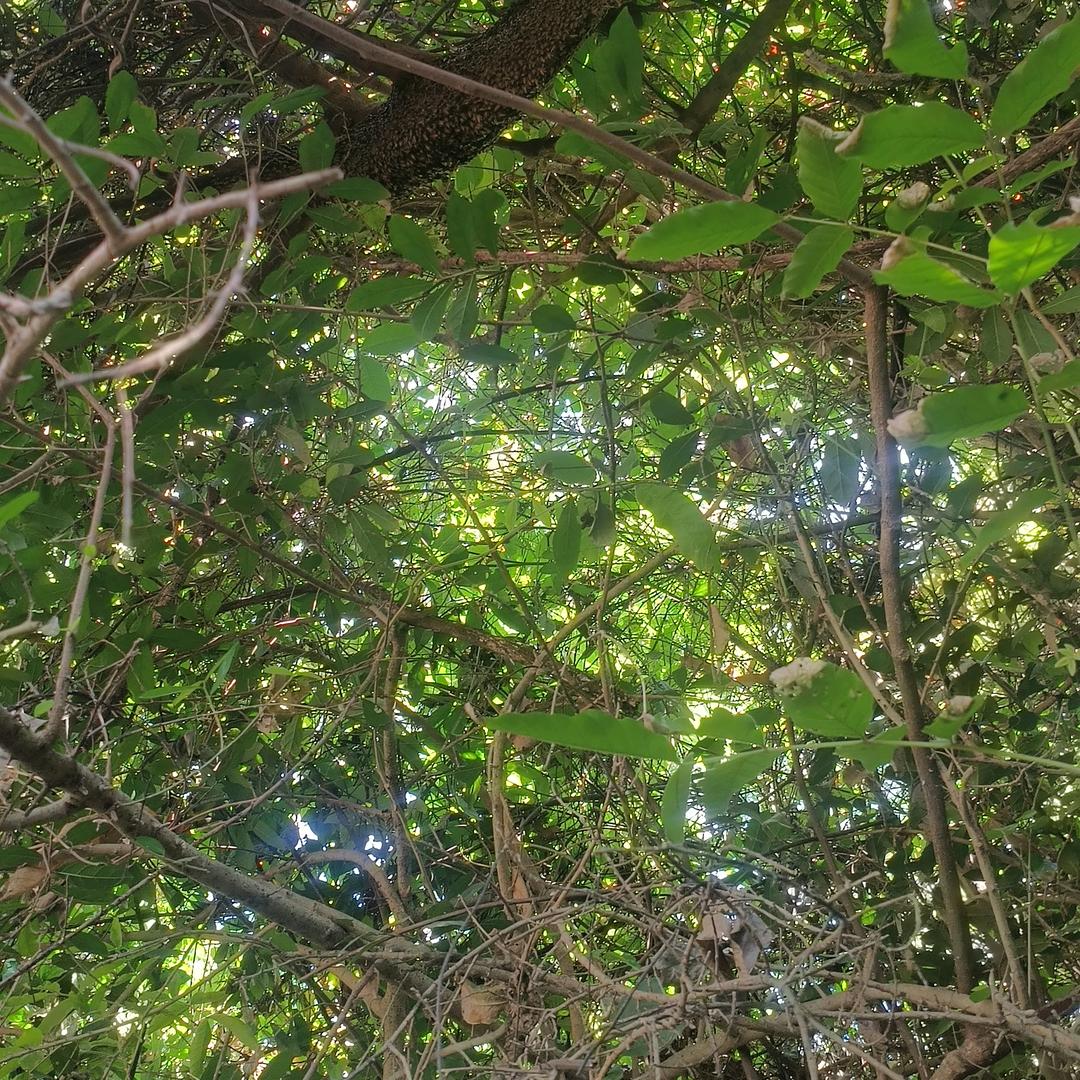 🍃