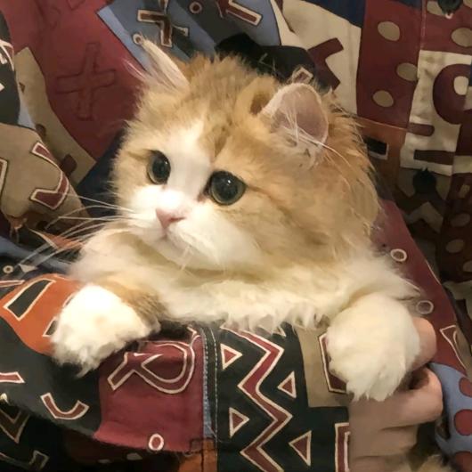 大红袍不是绿茶