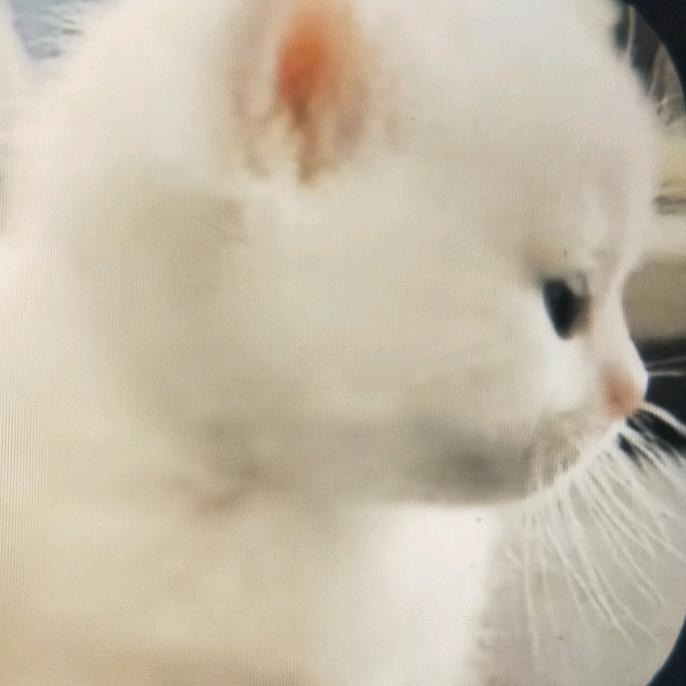 ( *ˊᵕˋ)✩︎‧₊