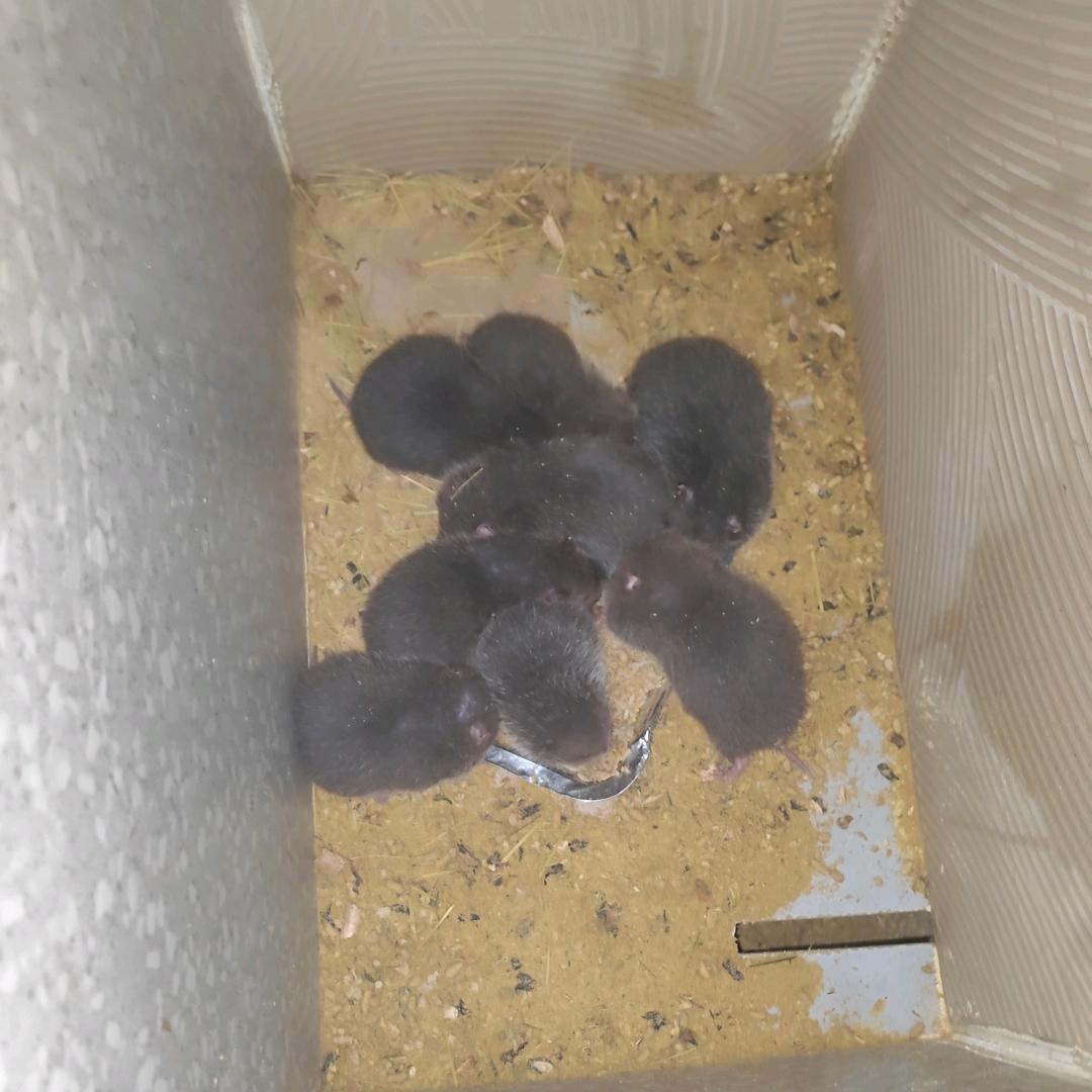 广东长顺竹鼠