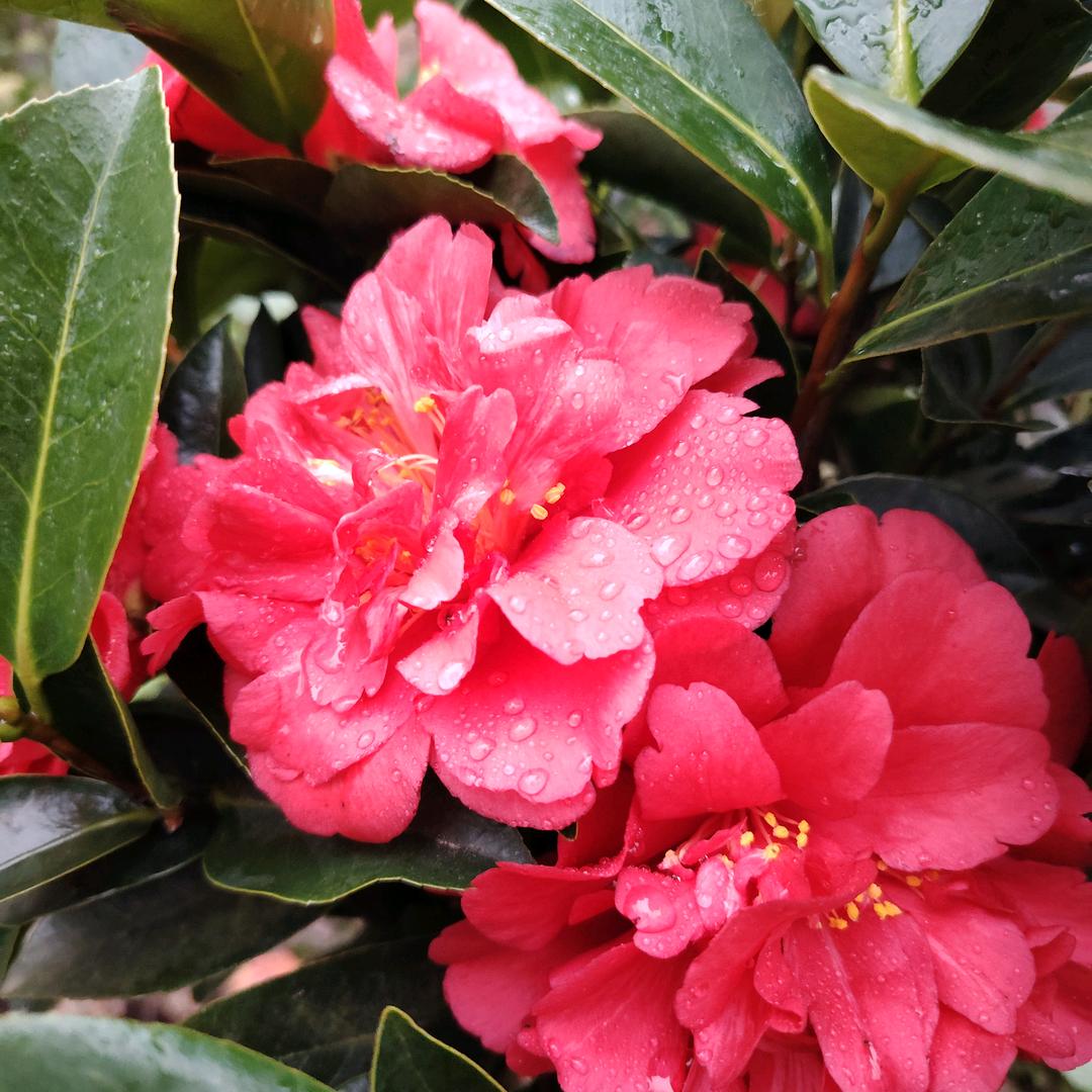 梦落花