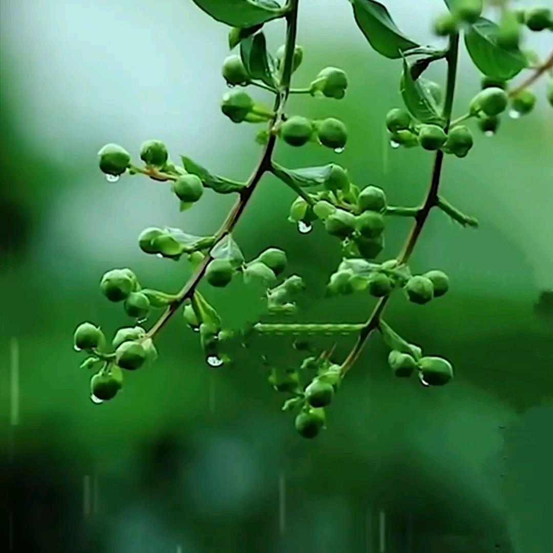 我是天上的彩虹