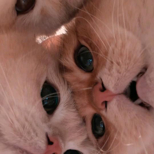 梵姿瑜伽～大美