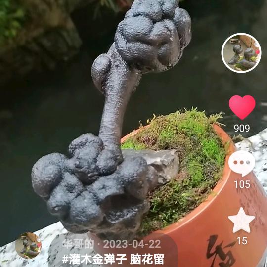 华哥的