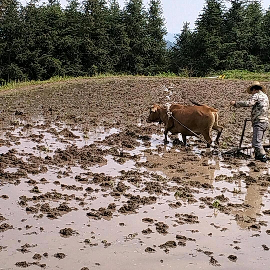 破镜难圆