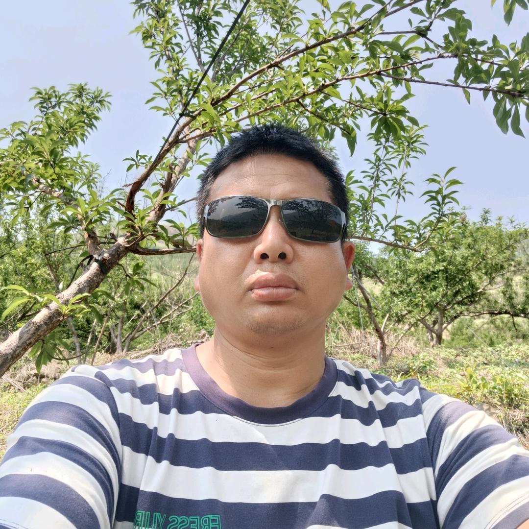 黄兄蜂糖李果苗