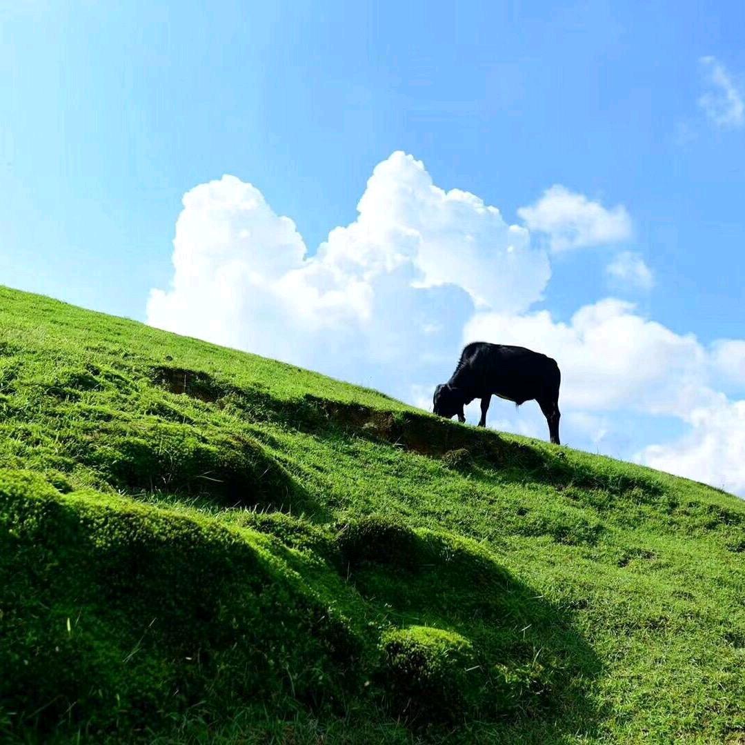 逍遥子　　　　　　　   🪳