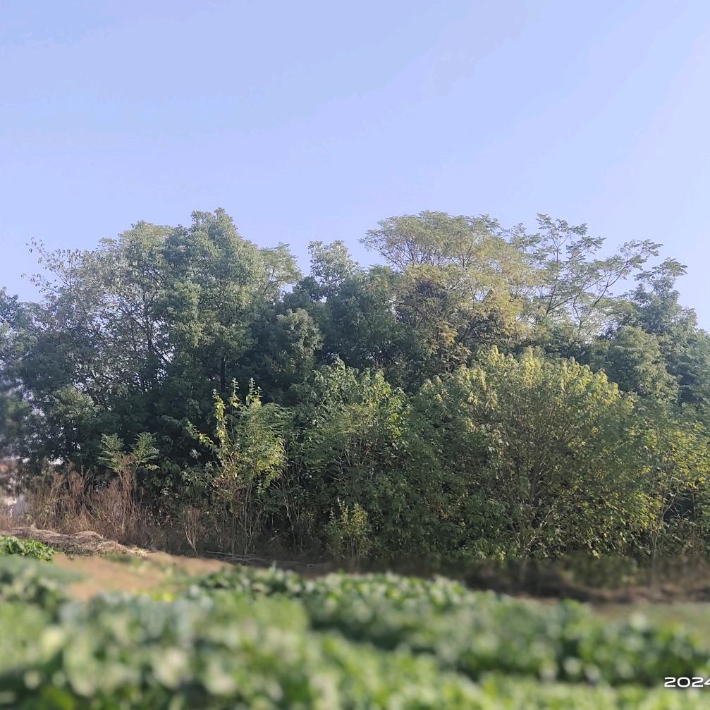 磊哥