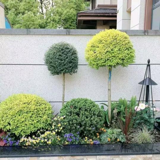 柘城（花卉丽姐）