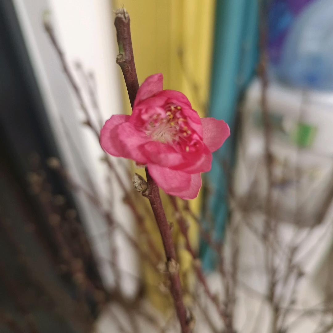 春天