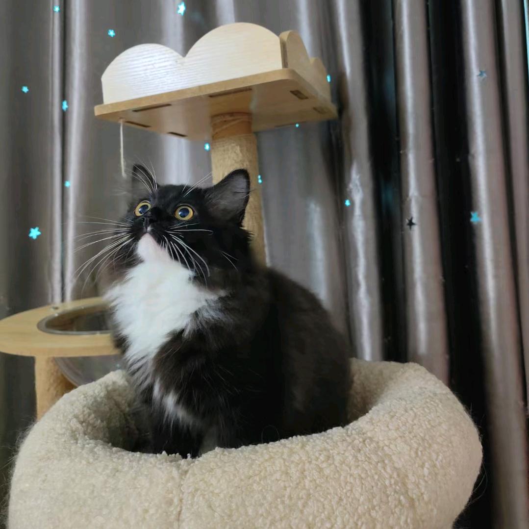 打游戏的养猫人（小五一）