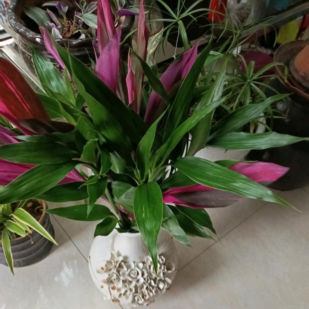 丨云南小妹在芜湖