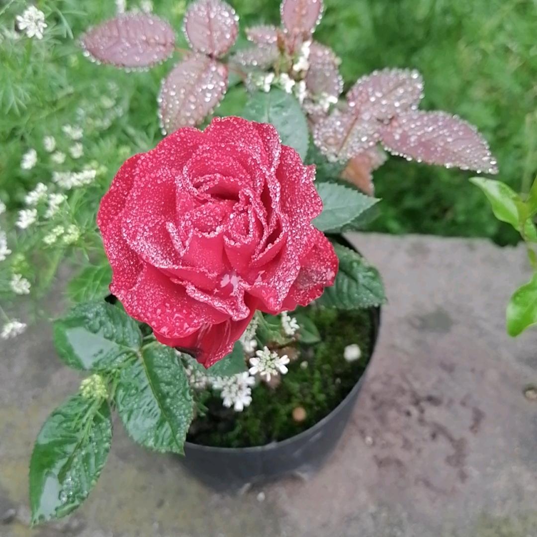 满山猴子我腚红