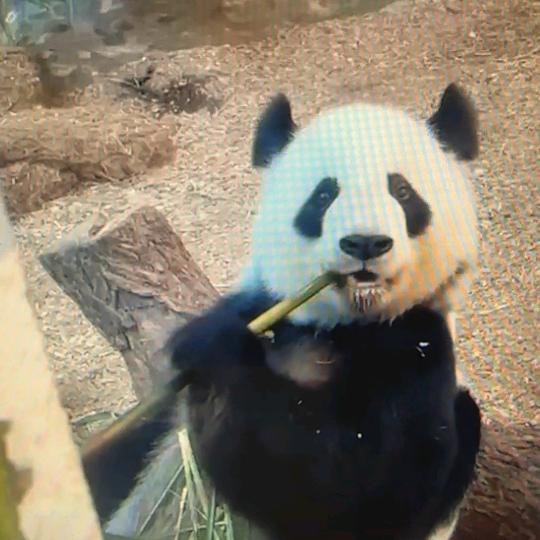 如愿安好