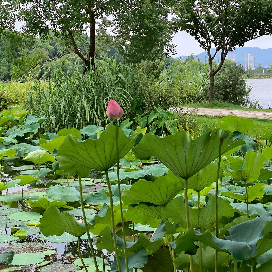 毛豆好物