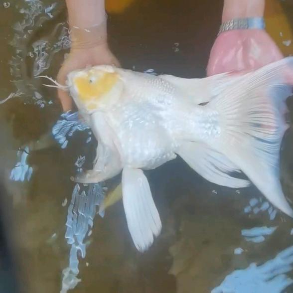 琳琳姐观赏鱼