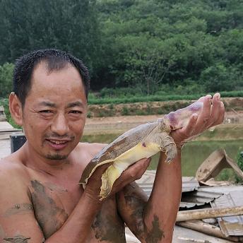 泉水甲鱼生态塘 勇哥