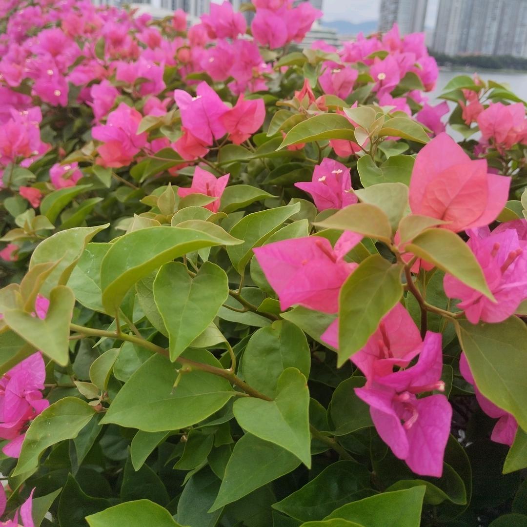 轻舟已过万重山