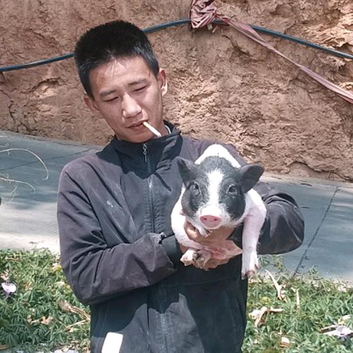 双江啊江生态小香猪