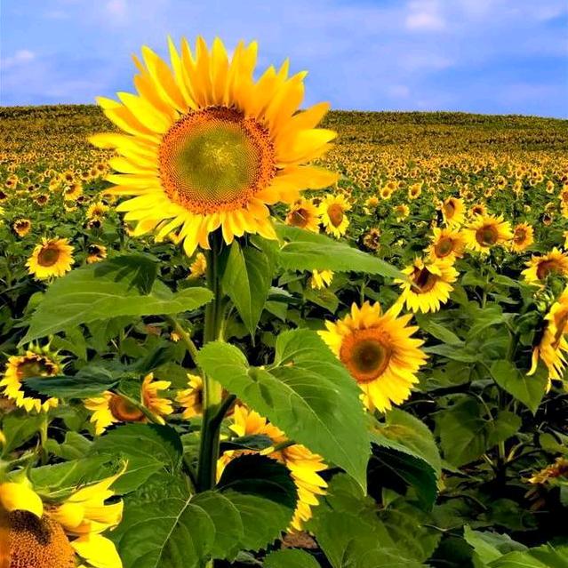 🌫️ 陌路人 🌫️