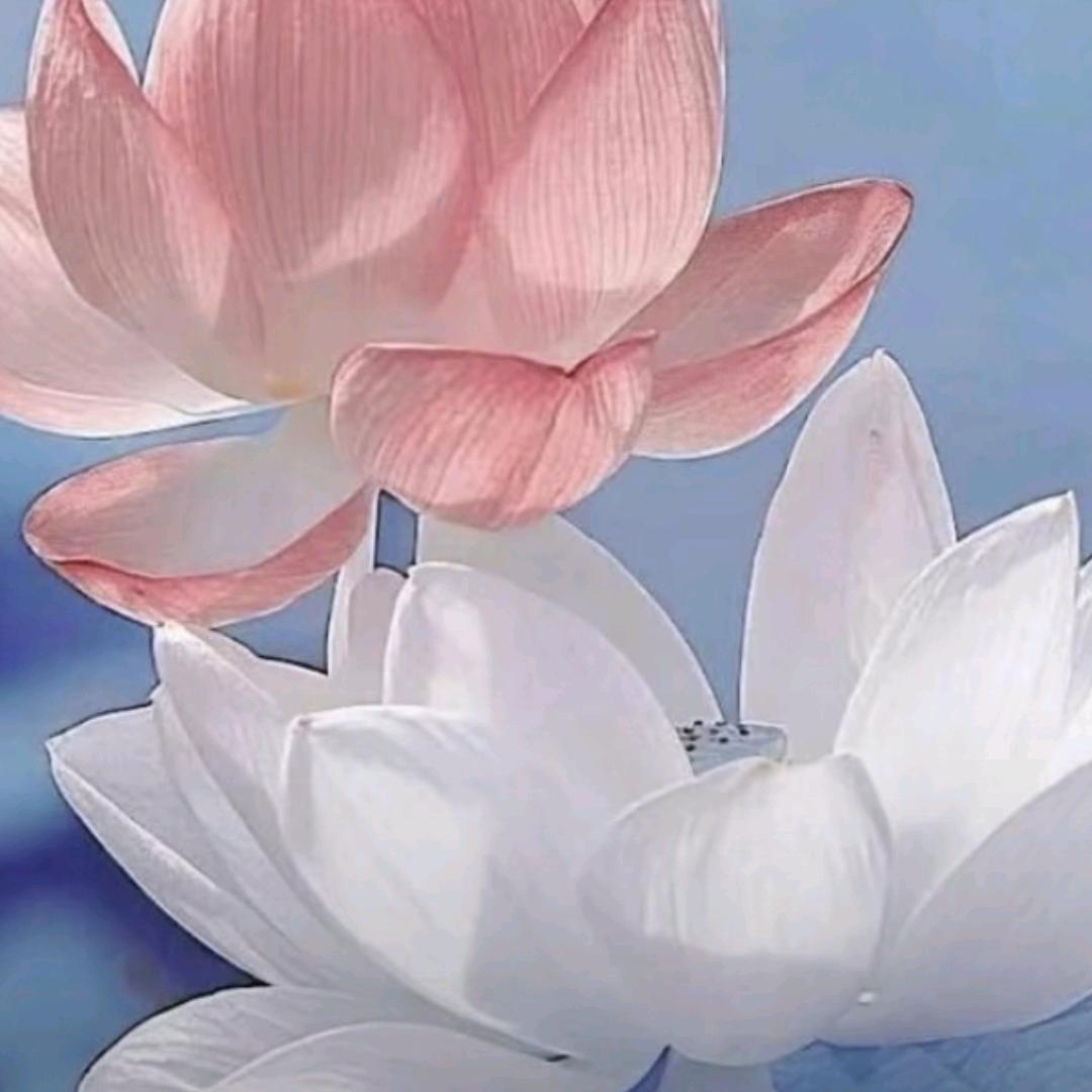 花落红尘