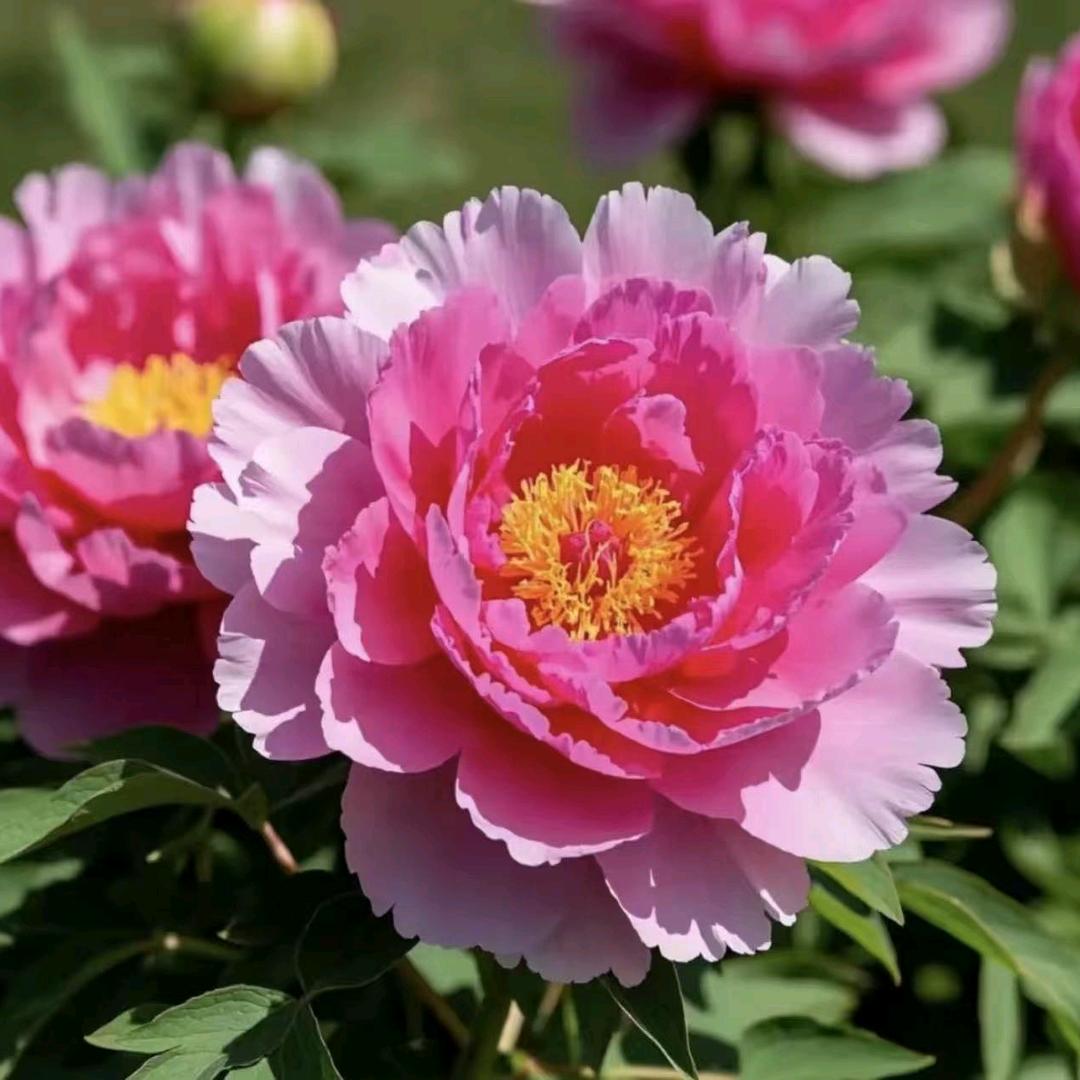 花开富贵.