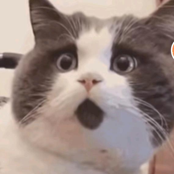 P.