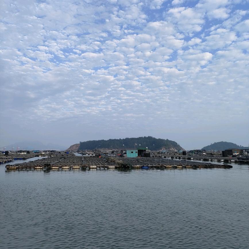 会流泪的鲨鱼