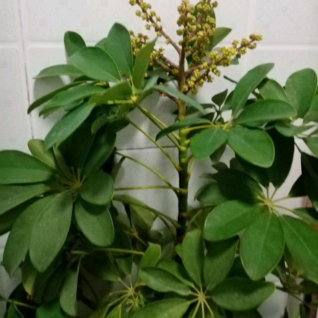 鑫娃