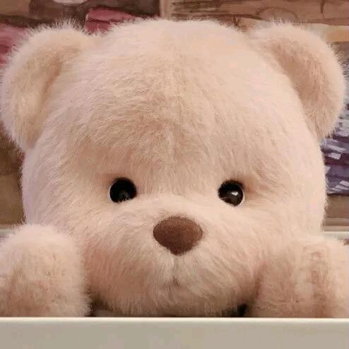 🐻🐻头像