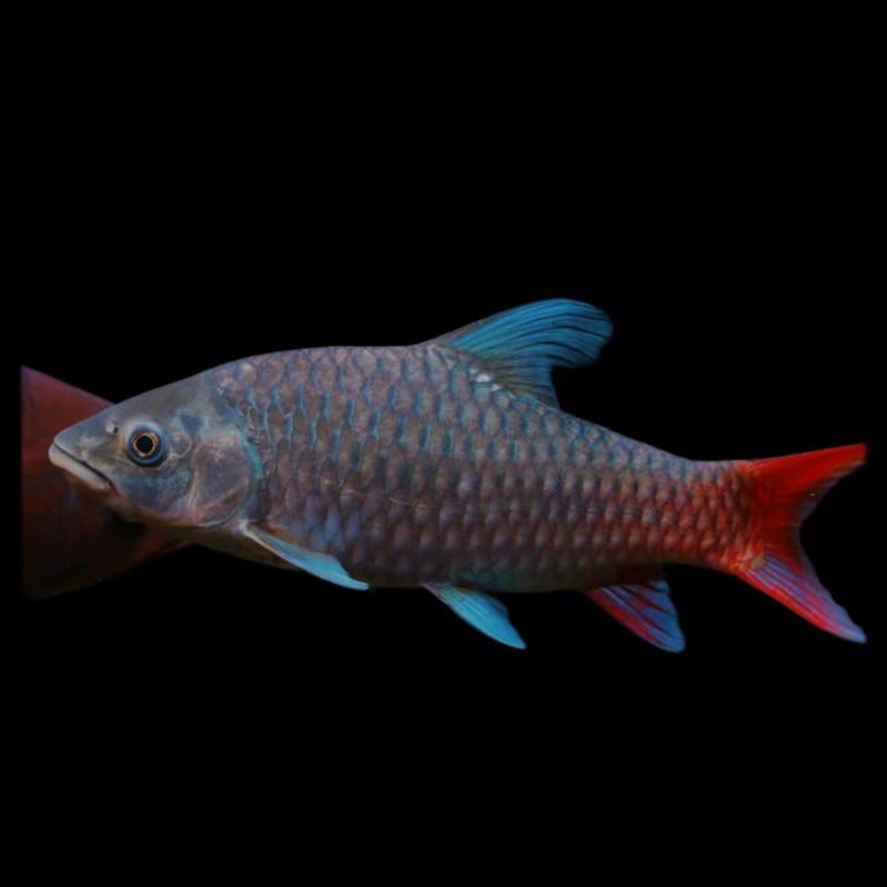 和兴彩虹吉罗鱼