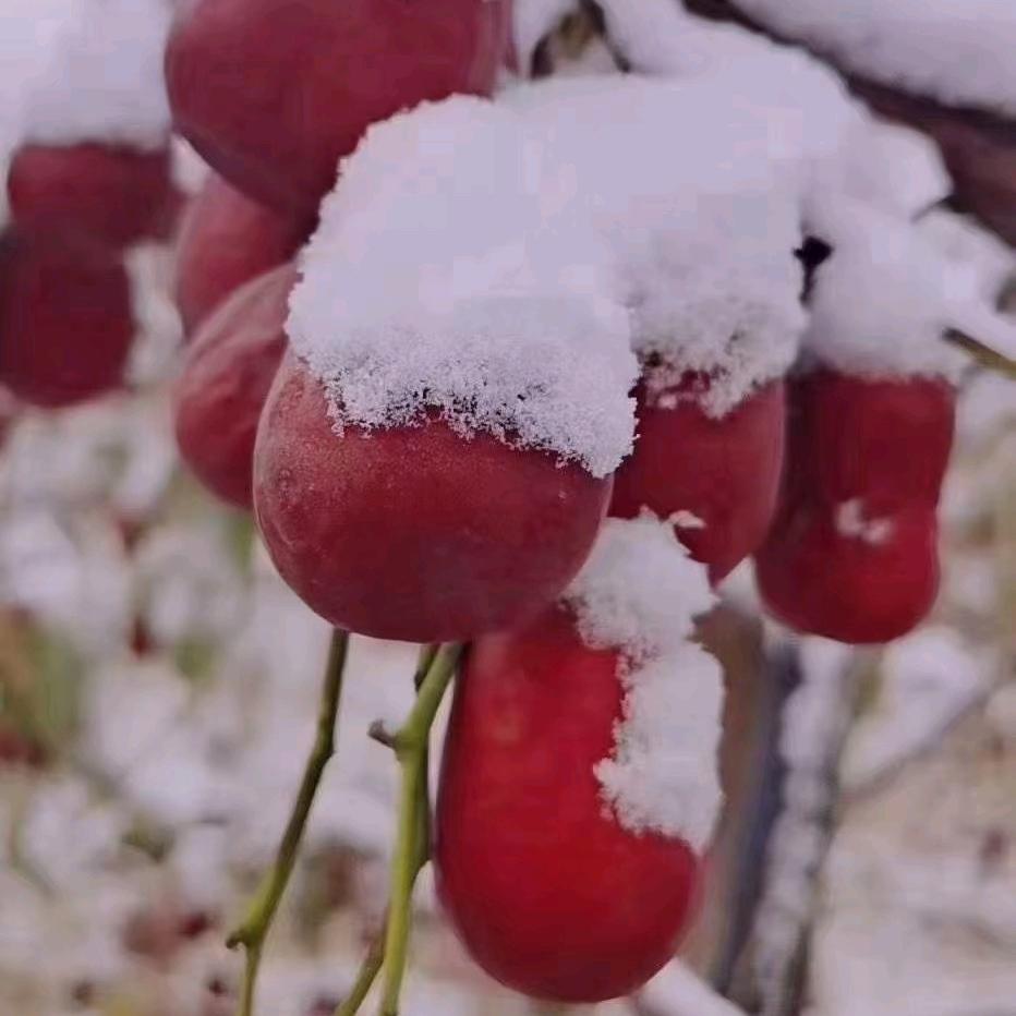 新疆农产品昆玉彭